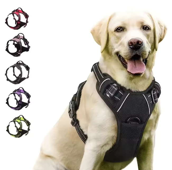 Dog Collar & Harness Purple
